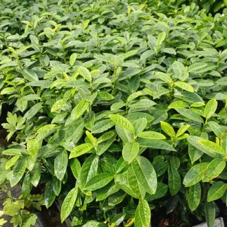   Prunus laurocerasus Genolia CS9 - Oszlopos babérmeggy kis méretű