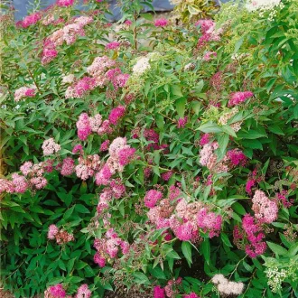 Spiraea japonica Shirobana K2 - Japán gyöngyvessző – Évelő növények
