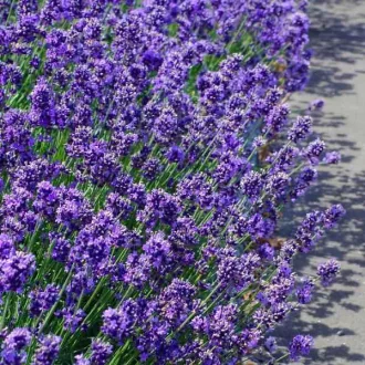 Lavandula-angustifolia-Hidcote-Levendula-CS9