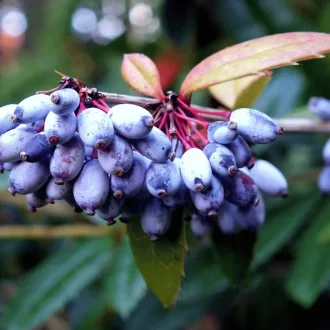 Berberis julianae K2 - Júlia borbolya – Díszcserjék