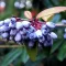 Berberis julianae K2 - Júlia borbolya – Díszcserjék