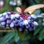 Berberis julianae K2 - Júlia borbolya – Díszcserjék