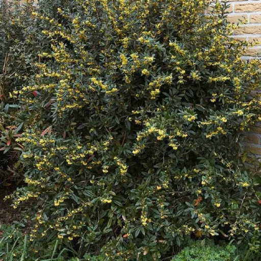 Berberis julianae K2 - Júlia borbolya – Díszcserjék