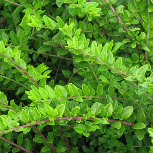 Lonicera-nitida-K2-Orokzold-mirtuszlonc