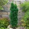 Taxus baccata CS11 - Tiszafa