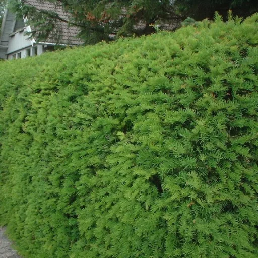 Taxus baccata CS11 - Tiszafa