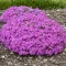 Phlox subulata CS14 - Rózsaszínű árlevelű lángvirág