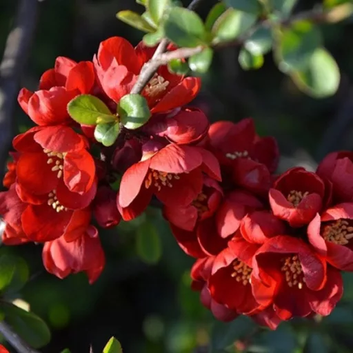 Chaenomeles superba K2 - Bíbor díszbirs – Évelő növények