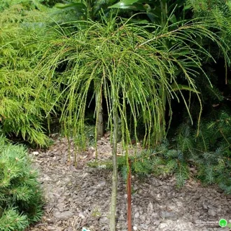 Thuja plicata Whipcord - Fonalas tuja K10 – Tuják