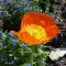 Izlandi Pipacs  BIO (Papaver nudicaule) (Vetőmag)