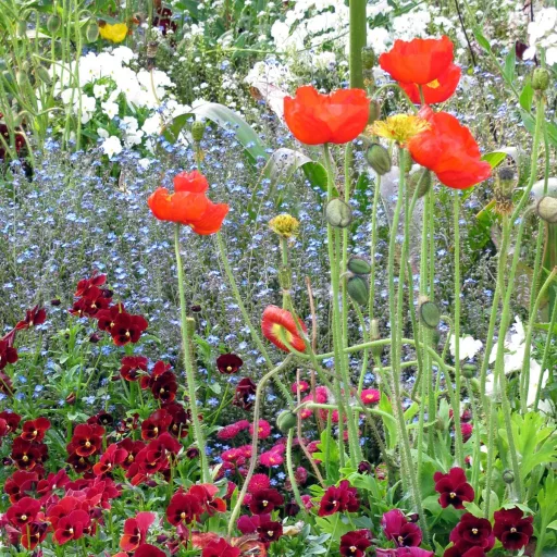 Izlandi Pipacs  BIO (Papaver nudicaule) (Vetőmag)