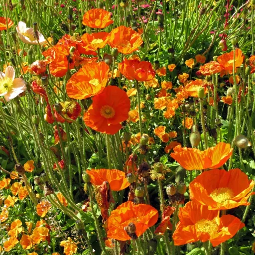 Izlandi Pipacs  BIO (Papaver nudicaule) (Vetőmag)
