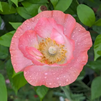 Shirley Pipacs Mix BIO (Papaver rhoeas) (Vetőmag)