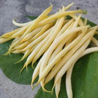Dior Sárga ceruzabab BIO (Phaseolus vulgaris) (Vetőmag)