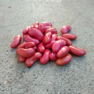   Canadian Wonder Bokorbab (Vörös vese) BIO (Phaseolus vulgaris) (Vetőmag)
