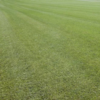 Pannon Grass kaszáló szárazságtűrő 25 kg (400-500m2)