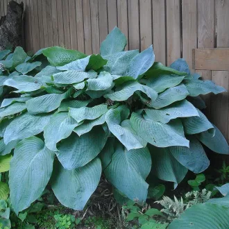 Hosta 'Blue Angel' - nagylevelű,árnyékliliom K2 – Évelő növények
