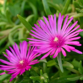 Delosperma Cooperi CS13 Délvirág