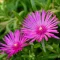 Delosperma Cooperi CS13 Délvirág