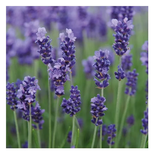 Lavandula-angustifolia-Hidcote-Levendula-CS-15