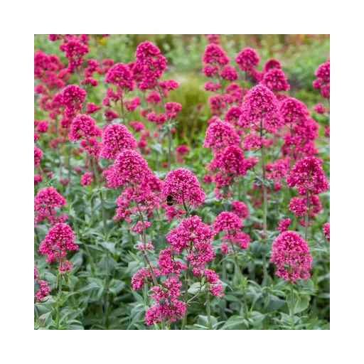 Centranthus-ruber-Coccineus-Piros-sarkantyuvirag-C