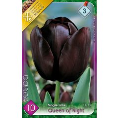   Tulipa Queen of Night / Egyszerű virágú késői tulipán 10 db (LA)