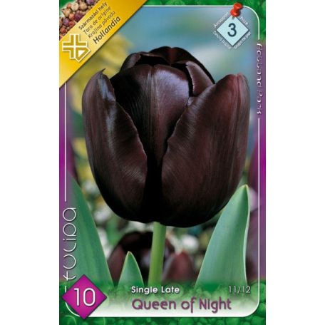 Tulipa Queen of Night / Egyszerű virágú késői tulipán 10 db (LA)