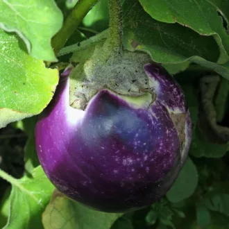 Black Beauty Padlizsán BIO (Solanum melongena) (Vetőmag)
