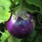 Black Beauty Padlizsán BIO (Solanum melongena) (Vetőmag)