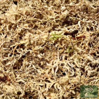 Sphagnum moha 4L – Virágföld, tőzeg, granulátum