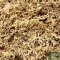 sphagnum-moha-4l