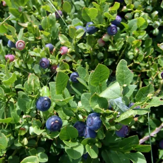 Európai Áfonya BIO (Vaccinium myrtillus) (Vetőmag)