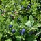 Európai Áfonya BIO (Vaccinium myrtillus) (Vetőmag)