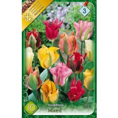   Tulipa Viridiflora mixed / Viridiflora tulipán színkeverék 10 db (LA)