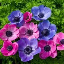 Anemone
