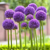 Allium