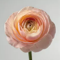 Ranunculus