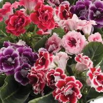 Gloxinia