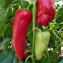 Paprika