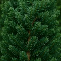 Tiszafa