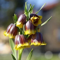 Fritillaria