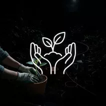 Ültetés és növénygondozás