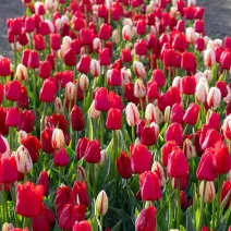 Tulipán