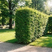 Gyertyán