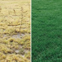 Problémamegoldó gyeptrágyák (gyom, moha, stressz)