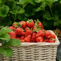 Növény, virág- és gyümölcstápok