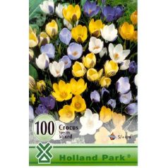   Crocus Botanical mixed / Botanikai krókusz színkeverék 100 db (LA)