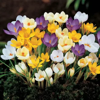 Crocus Botanical mixed / Botanikai krókusz színkeverék 50 db