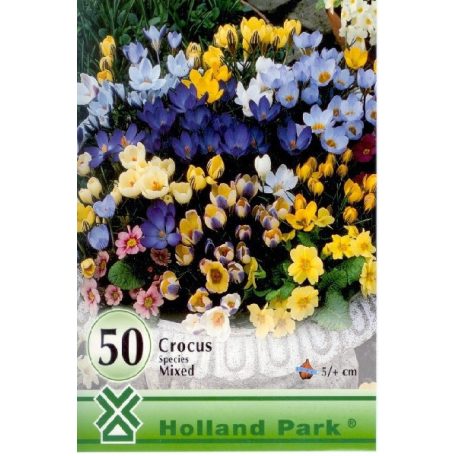 Crocus Botanical mixed / Botanikai krókusz színkeverék 50 db (LA)