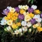 Crocus Botanical mixed / Botanikai krókusz színkeverék 50 db